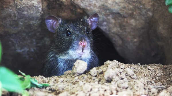 Quelle est la meilleure façon d'enrichir l'habitat d'un rat domestique ?