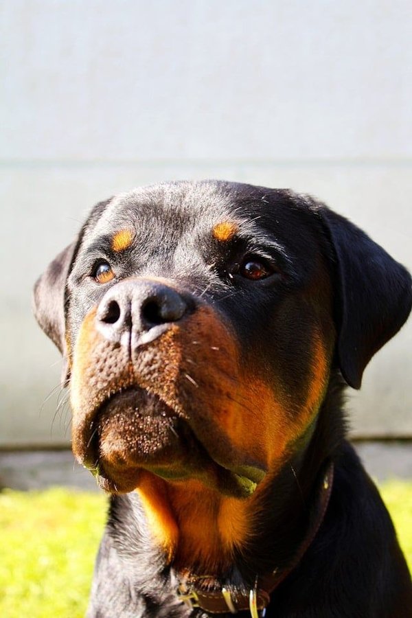 Quels sont les meilleurs exercices pour un Rottweiler en surpoids ?