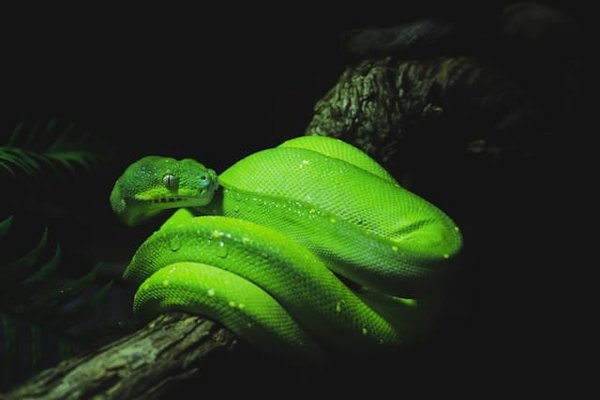Quelles plantes sont sûres et bénéfiques dans un terrarium pour reptiles ?