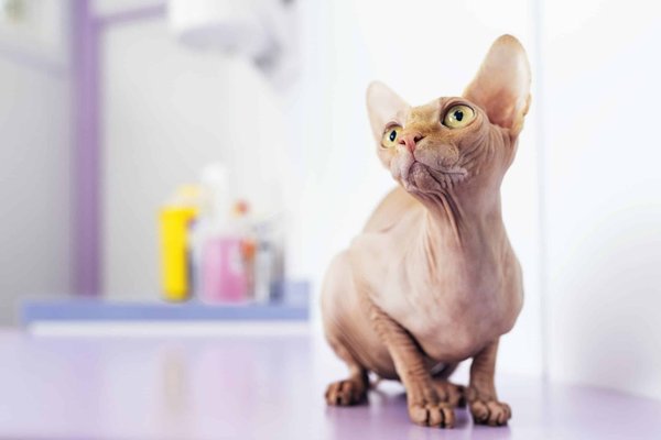 Quels soins spécifiques nécessitent les chats de race Sphynx ?