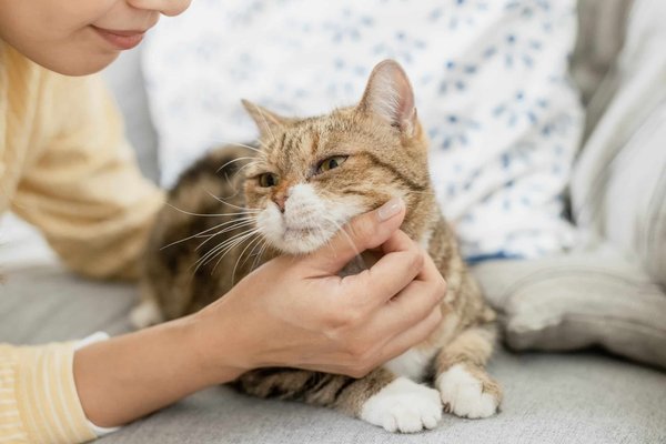 Comment introduire un nouveau-né dans une maison avec un Mastiff ?