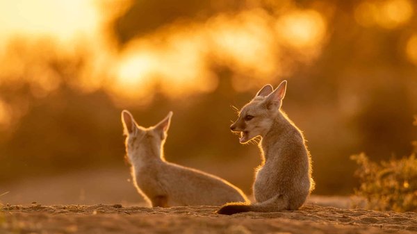 Quels sont les soins vétérinaires de base pour un fennec domestique ?