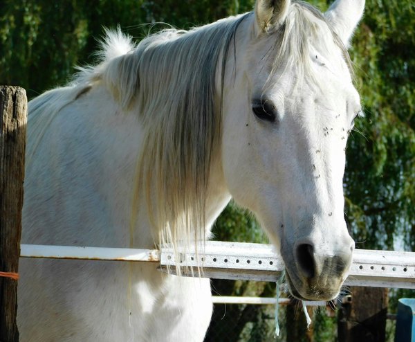 Comment traiter l'asthme équin ?