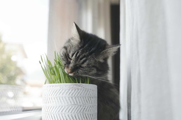 Herbe à chat : quels sont les bienfaits offerts par le produit ?