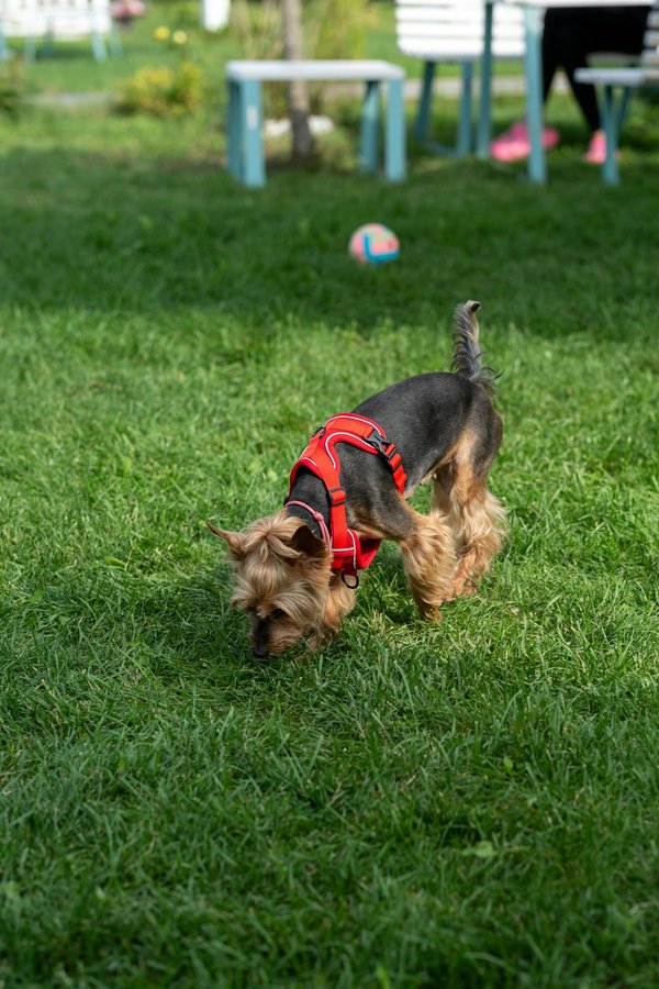 Pourquoi opter pour des harnais pour chiens ?
