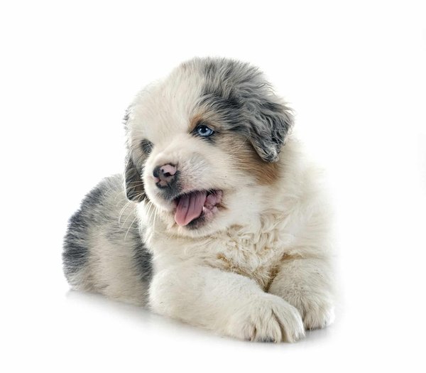 Berger australien miniature : de quoi a t-il besoin au quotidien ?