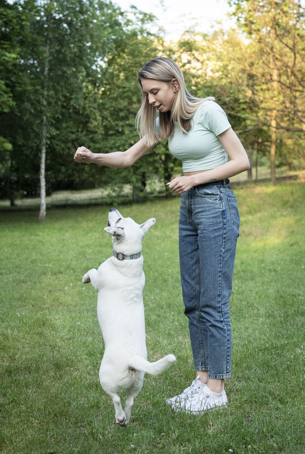 Guide pratique : conseils essentiels pour l'éducation de votre chien